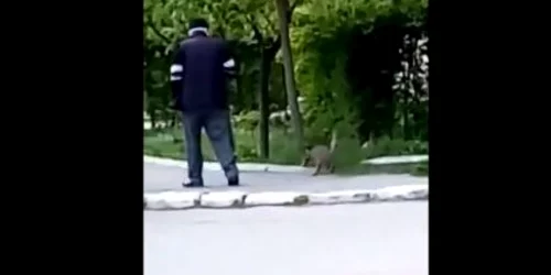 pisica 