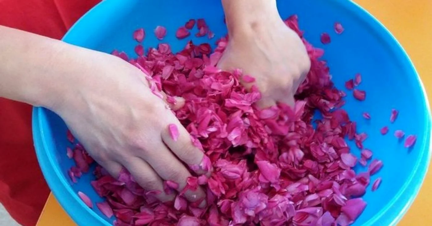 Petalele se freacă cu zeama de lămâie Foto: Angela Sabău