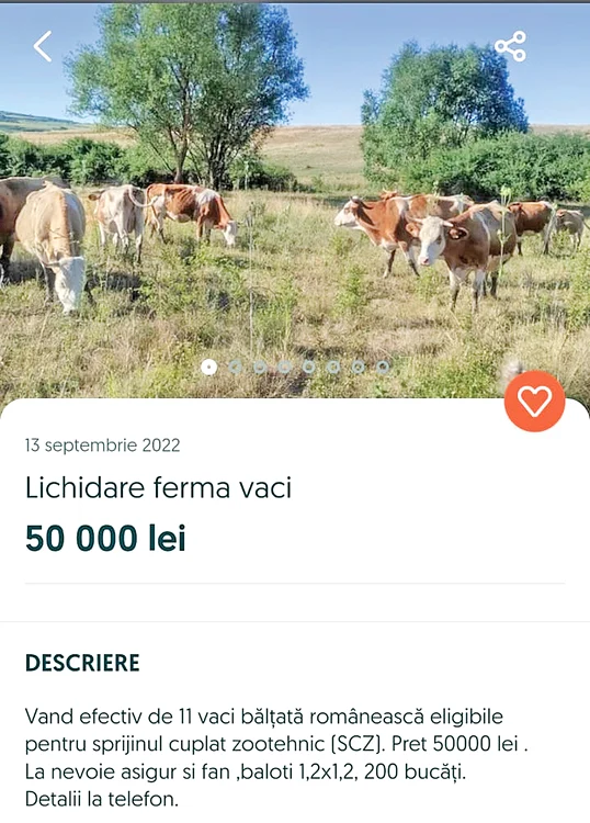 Vacile domnului Sorin şi-au găsit proprietar nou