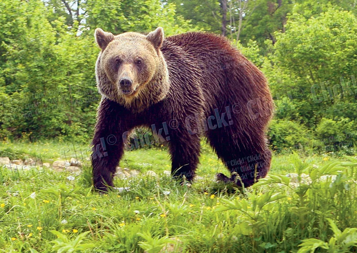 Ursul a atacat, ieri,  alte două persoane