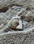 Povestea urmei Omului de Neanderthal din Gheţarul de la Vârtop jpeg
