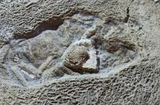 Povestea urmei Omului de Neanderthal din Gheţarul de la Vârtop jpeg