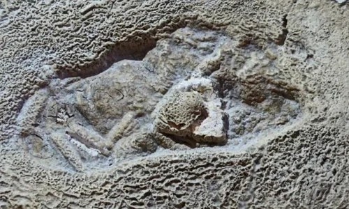 Povestea urmei Omului de Neanderthal din Gheţarul de la Vârtop jpeg