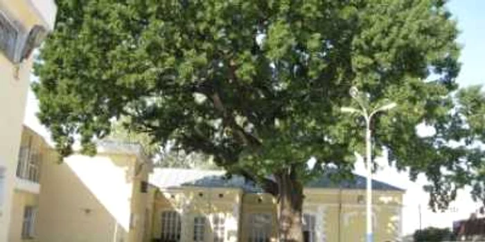 Brăila: Copacii fără vârstă spun poveşti încă nescrise