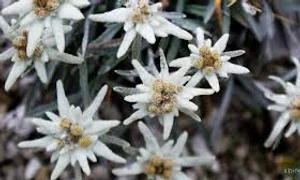 floare de colt images jpeg