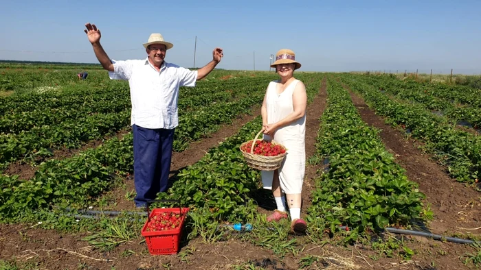 ferma de căpşuni cruşoşu în care poţi merge să culegi - foto arhiva robert tita