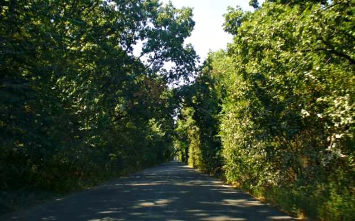calarasi padure