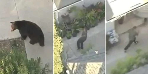 Un bărbat distras de telefonul său mobil a dat peste un urs