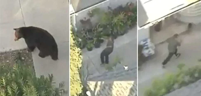 Un bărbat distras de telefonul său mobil a dat peste un urs