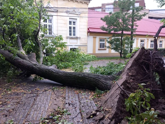 Timişoara în imagini după furtuna de duminică FOTO Facebook/Info Trafic jud. Timiş