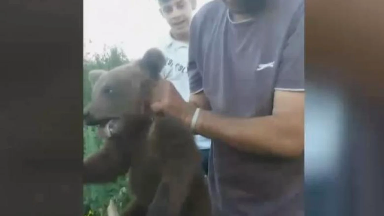 Puiul de urs a rămas singur