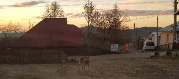 Proprietarii de câini din mediul rural sunt greu de convins să-i sterilizeze FOTO: arhiva