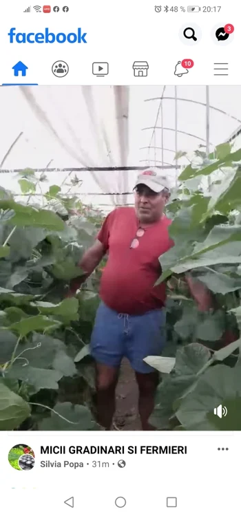 Fermierul spune că dacă vinde castraveţii la preţul din piaţă nu-şi va acoperi  nici cheltuielile de recoltare şi transport FOTO: captură FacebookI/ulian Badea