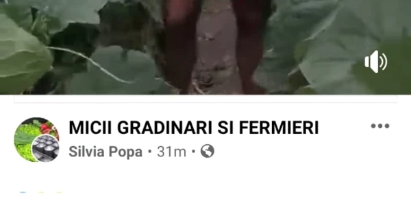 un legumicultor îşi distruge culktura de castraveţi nemulţiumit de preţul la care a ajuns să vândă