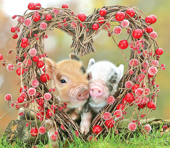 Sunt foarte prietenoşi şi jucăuşi