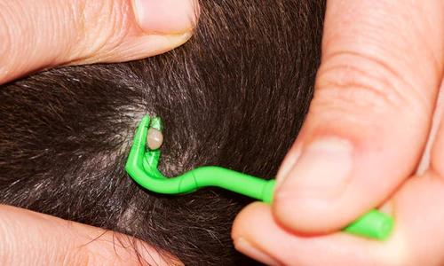 capusa shutterstock 103937018 jpeg