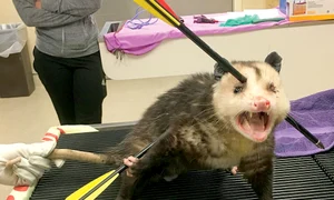 opus124 peglob wenn23410466 jpeg