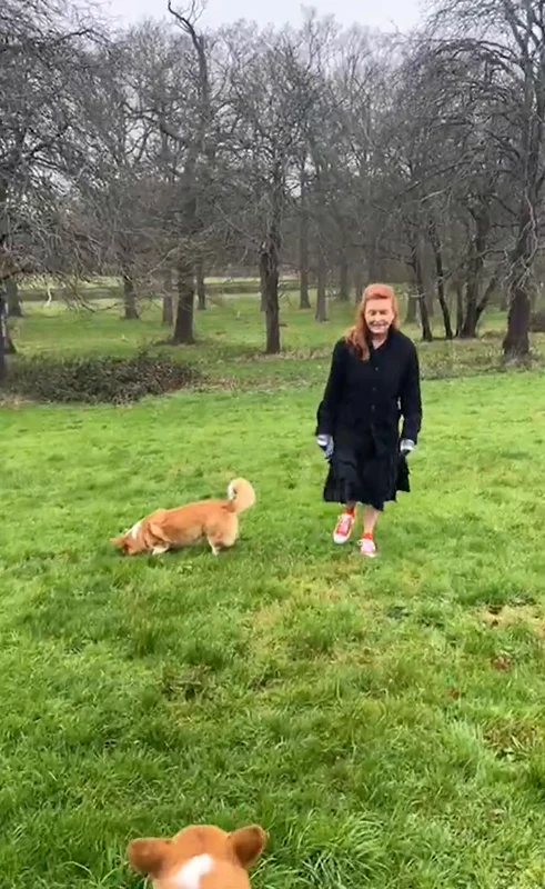 Sarah Ferguson și cățeii Corgi de Crăciun 
