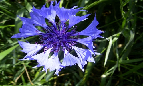 1 77785 original jpg jpeg