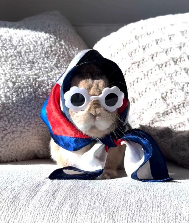 Iepurele poartă în fiecare zi alte haine (Foto: Profimedia)