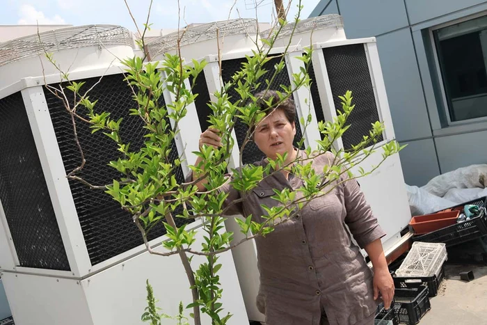 În grădina de pe terasă  au fost plantaţi şi peri