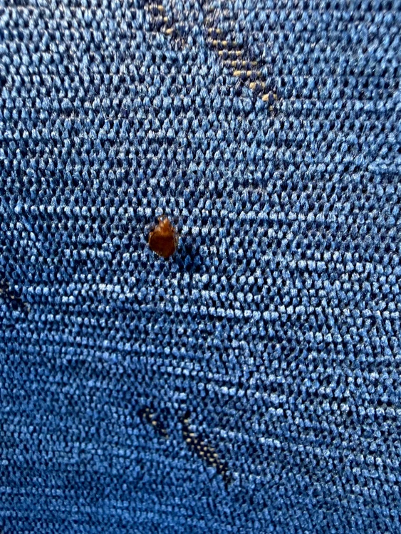 Invazie de ploșnițe în trenul Timișoara-Arad FOTO: Tion.ro