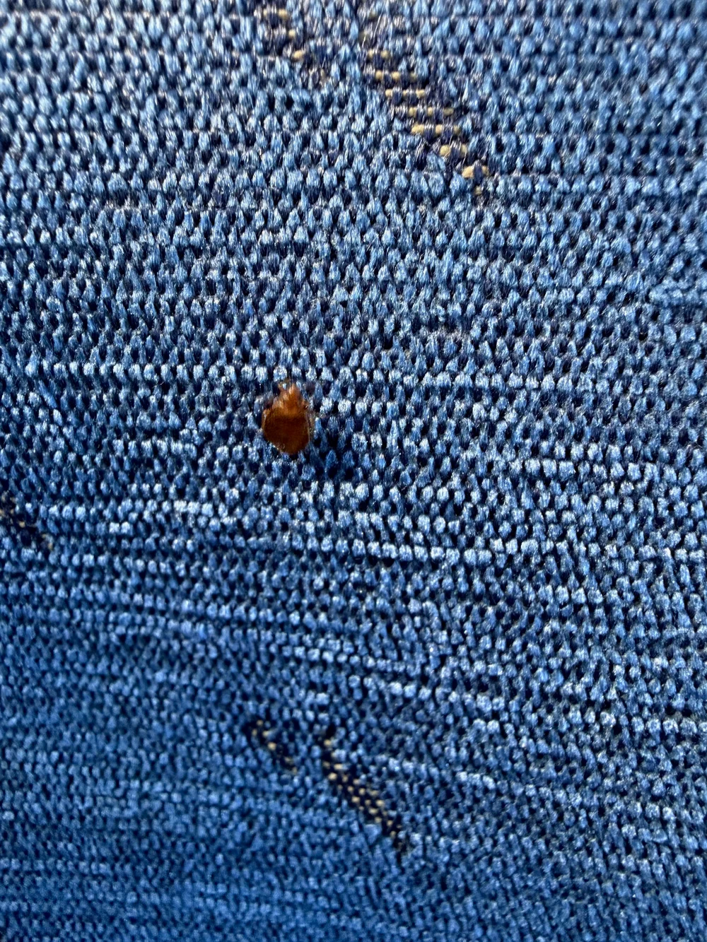 Tren infestat cu ploșnițe între Timișoara și Arad: vagonul retras pentru dezinsecție urgentă