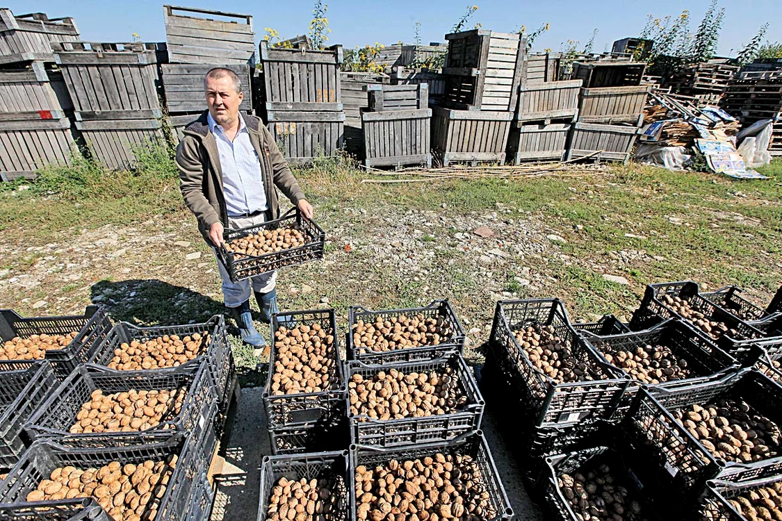 La sfârșitul zilei de muncă,  nucile sunt strânse în lăzi  și apoi depozitate în locuri  speciale pentru a fi păstrate