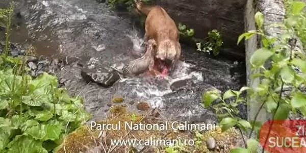 atacul din parcul calimani 