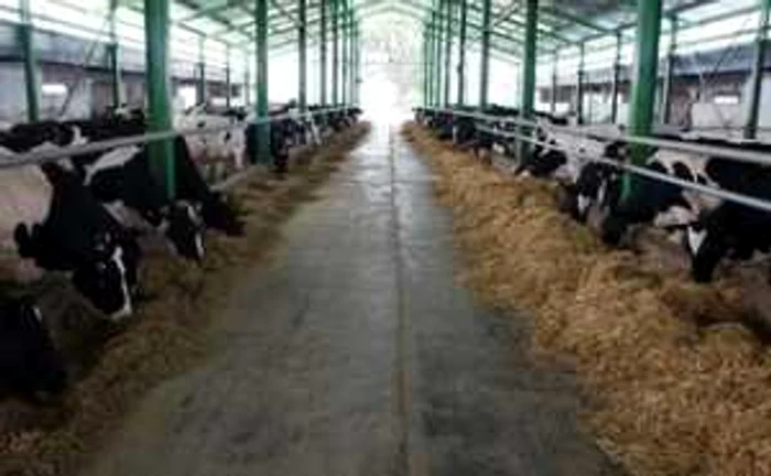 Ferma de la Boldeşti-Scăieni are 570 de bovine, crescute cu cereale şi furaje de pe terenuri aparţinând aceleiaşi unităţi FOTO Adevărul