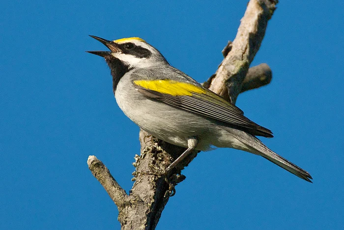 Aceste micuţe păsărele prevăd dezastrele naturale