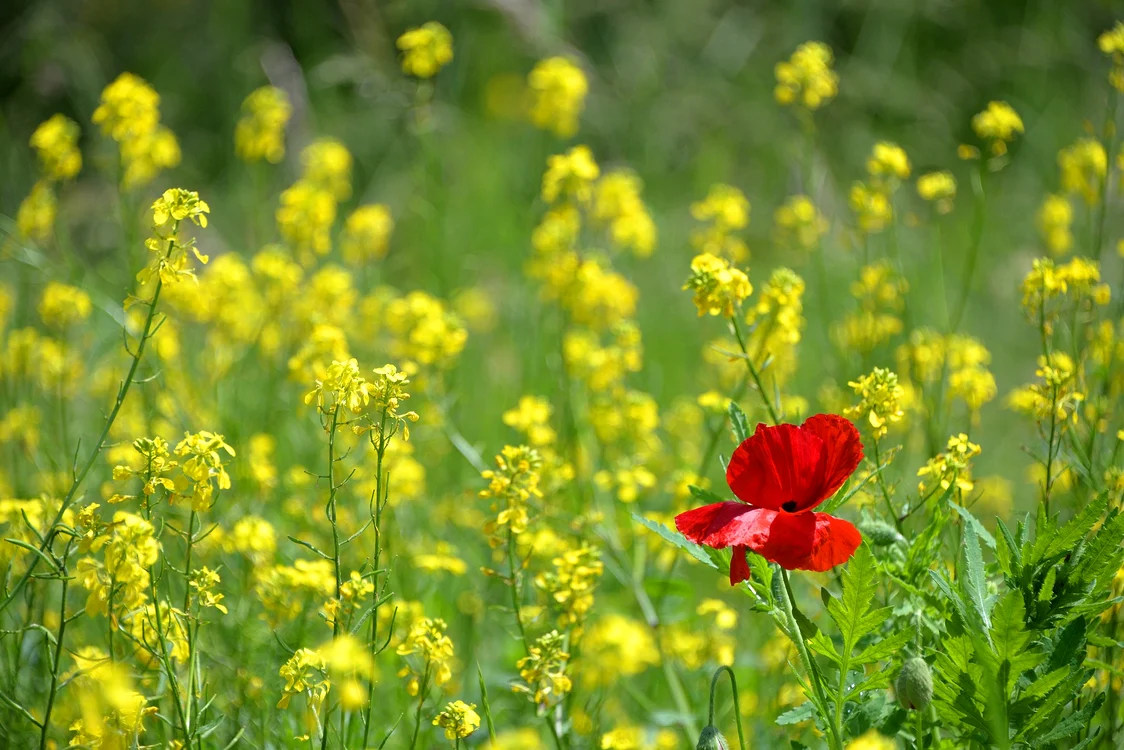 Horoscop zilnic 22 ianuarie: Peştii au idei originale foto: pixabay