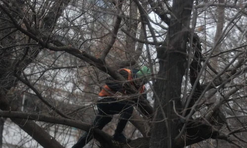 Fotoreporterii Click! l au surprins pe George Vintilă într un copac din Capitală jpeg