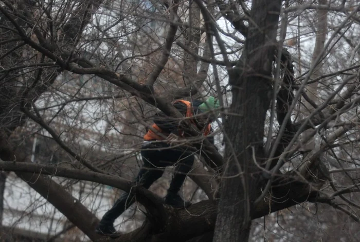 Fotoreporterii Click! l-au surprins pe George Vintilă într-un copac din Capitală