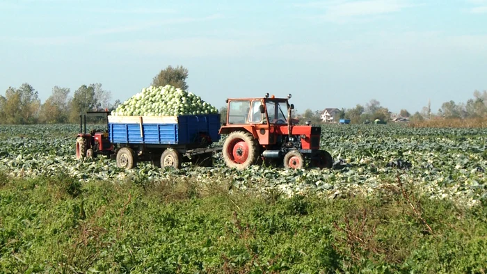 Tone de varză în piaţa din Lunguleţu 
