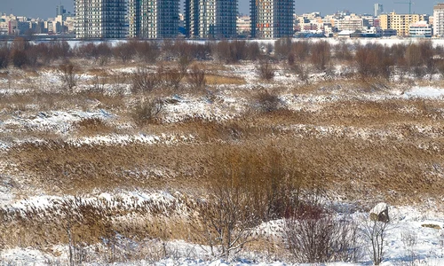 Lacul Văcăreşti, Mioritza, Florin Ciubotaru jpeg