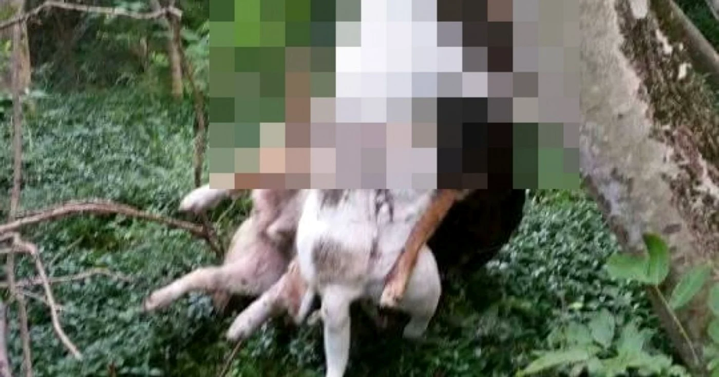 caini valcea