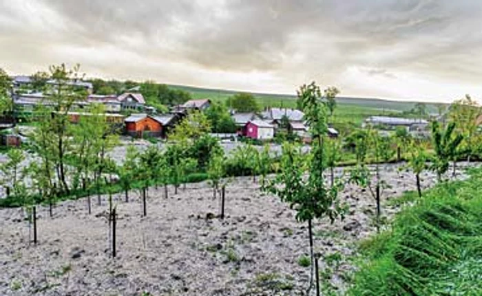 Zău-de-Câmpie, Mureş: Livezile şi câmpurile, acoperite de grindinăFoto: Ciprian Cenan