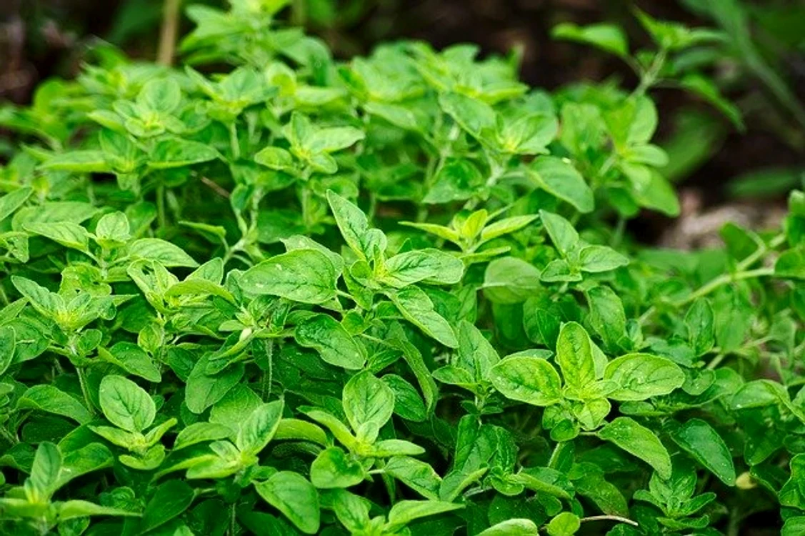 Datorită proprietăţilor dezinfectante, extractul natural de oregano ajută la eliminarea microbilor din organismFoto: pixabay.com