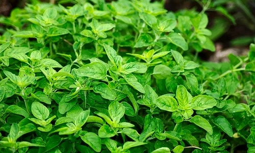 oregano 2662890 640 1 jpeg
