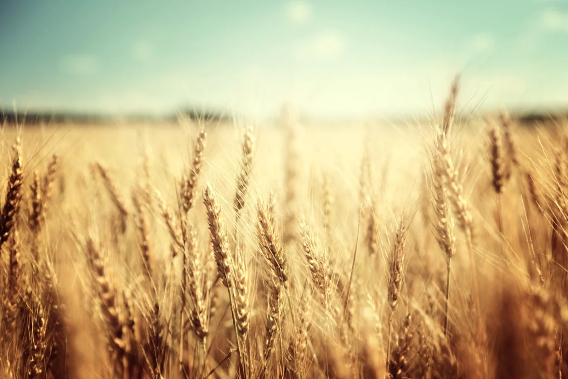 Grau FOTO Shutterstock