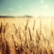 grau FOTO Shutterstock