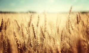 grau FOTO Shutterstock