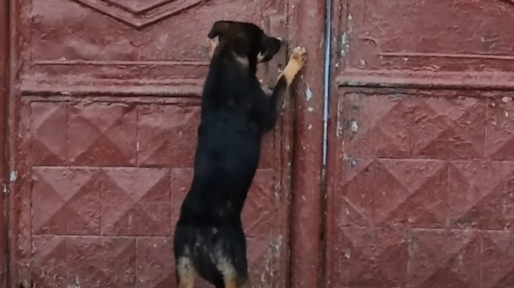 Amendă uriașă pentru că și-a abandonat câinele în fața casei VIDEO