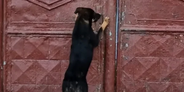 Un bărbat din Gherla s a ales cu o amendă de 15 000 de lei după ce și a abandonat câinele în fața casei FOTO Captură VIdeo Youtube png
