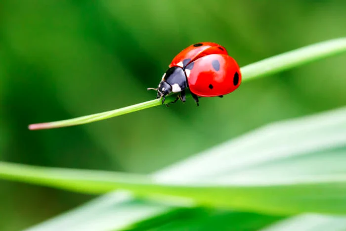 Gărgărițele își schimbă culoarea / foto: IStock