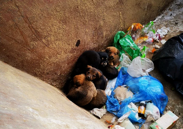 Căței au fost auncați în tomberonul de gunoi FOTO: Ajutați l pe Lăbuș