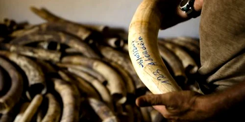 Foto arhivă Adevărul