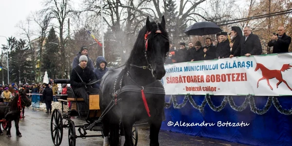 calarasi boboteaza