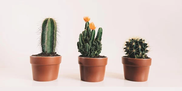 cactusi jpeg